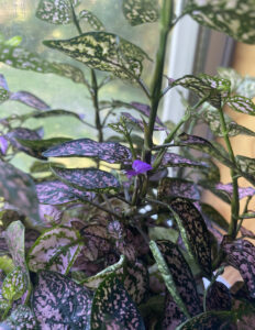 the flowering plant on Jared's windowsill